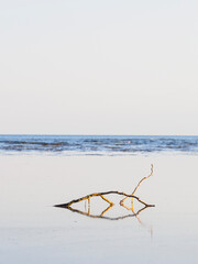 Branch resting on the smooth sandy beach of Sweden during a calm afternoon with still waters reflecting the sky