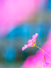 Vibrant pink flower blooming in Sweden during a bright and colorful day