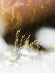 Grass sways gently in front of rusty structure under soft lighting in a natural setting