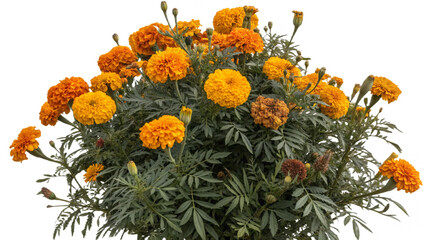 marigold tree, isolated on a transparent background PNG