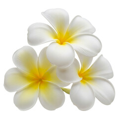 Three white plumeria flowers with yellow centers isolated on transparent background
