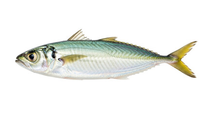 Isolated mackerel, fresh catch from sea, marine animal, side view. Delicacy for human consumption
