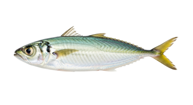Isolated mackerel, fresh catch from sea, marine animal, side view. Delicacy for human consumption