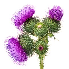 Purple thistle blossoms with green spiky leaves