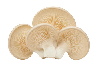Oyster mushrooms isolated on transparent background, edible fungi with fan-shaped caps and short...