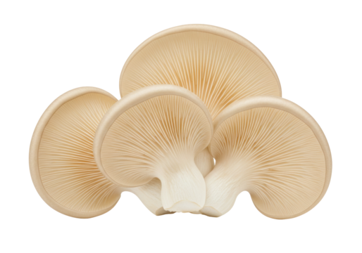 Oyster mushrooms isolated on transparent background, edible fungi with fan-shaped caps and short stems for gourmet cuisine