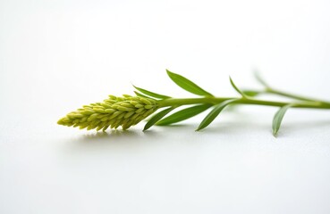Fototapeta premium Closeup of fresh green finger millet plant shoot on white studio background. Developing cereal grain head with many individual seeds. Organic Ragi crop healthy natural food source from sustainable