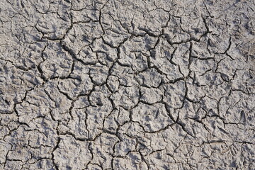 The dry and cracked soil cracked open