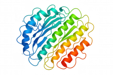 Protein backbone showing secondary structure with alpha helices and beta sheets in a rainbow gradient, transparent background