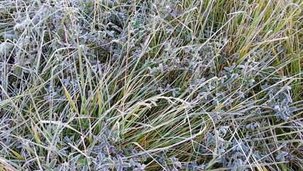 Frost on the grass in the early morning. Nature background.