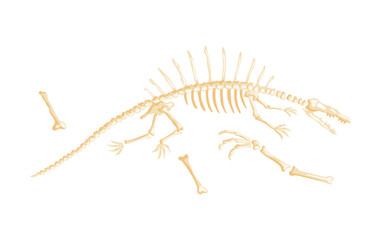 Dinosaur skeleton vector illustration. Dino skeletons, dinosaurs, fossils side view isolated. Antique animals skull and bones. Ancient creature monsters museum