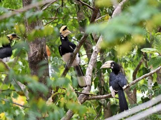 A family of Oriental Pied Hornbills with parents and their young perched in a tree at Kaeng Krachan Thailand