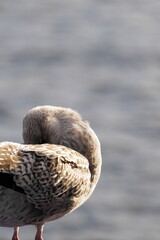 Repos discret au bord des ondulations