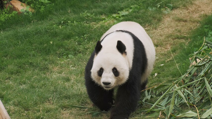Obraz premium Cute giant panda bear walking