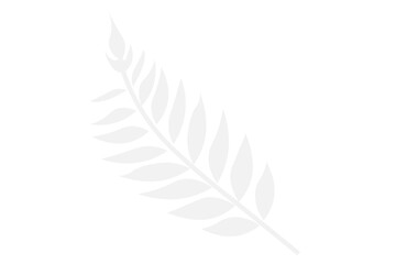 Fototapeta premium Leaf Shadow Silhouette PNG Transparent Background