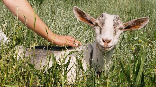 Woman hands stroking gray and white grazing goatling chewing grass on sunny field closeup. Funny adorable baby goat graze pasture summer meadow outdoor relaxing countryside sunlight with female arm