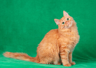 Portrait of a cute red longhair cat indoors on a green blanket. The cat is looking up