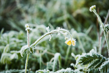 Wrotycz, Tanacetum L., łąka,przymrozek 