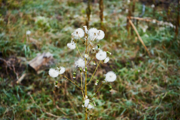 Starzec leśny, Senecio sylvaticus L. © Marcin Łazarczyk