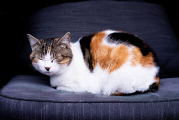 A spotted cat sits on the sofa and takes a nap.	