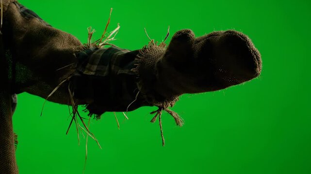 black and yellow butterfly