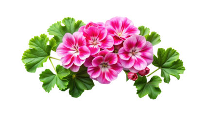 Beautiful arrangement of vibrant pink geranium flowers with lush green leaves