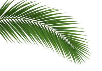 Palm leaf isolated on transparent background, tropical plant, green foliage nature