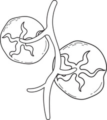 Fresh Tomatoes on Vine - Black and White Line Art Illustration