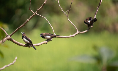 White-Rumped Munia (Lonchura striata) at my Home Garden