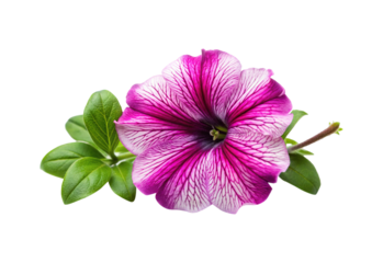 Striking purple and white petunia flower with vibrant green leaves on white backdrop