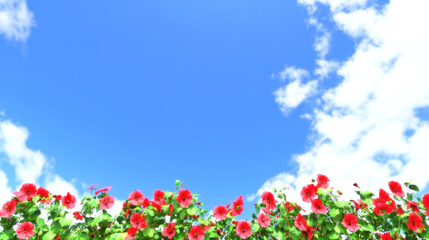 Vibrant red flowers bloom against a clear blue sky. A beautiful natural backdrop for your spring designs.