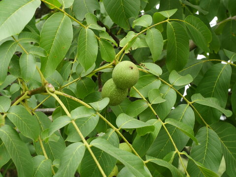 Three green walnuts hang on a branch with compound leaves. Copyspace.