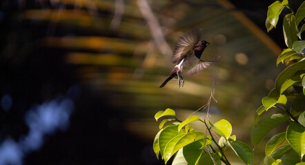 White-Rumped Munia (Lonchura striata) at my Home Garden