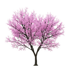 Fototapeta premium Pink cherry blossom tree isolated on transparent background