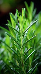 Fototapeta premium Fresh Rosemary Herb Plant Close-Up: Aromatic Culinary Ingredient for Cooking and Garnish Photography