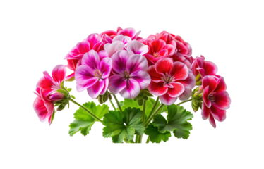 Beautiful bunch of vibrant geranium flowers in full bloom with striking colors