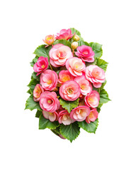 Beautiful arrangement of pink Begonia flowers and lush green leaves on white background