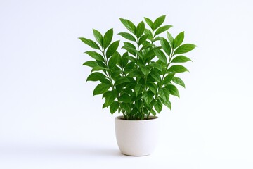 Fototapeta premium Zanzibar Gem Plant in Pot: Fresh Green Leaves Against a White Background