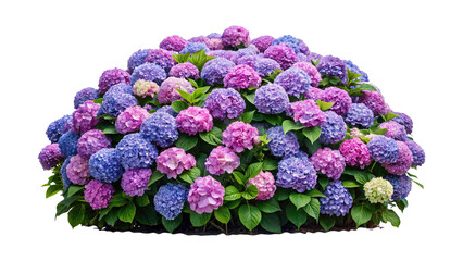 Abundant hydrangea bush featuring a variety of pink and purple flowers