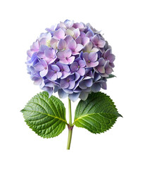 Obraz premium Close up studio shot of a beautiful light purple hydrangea flower