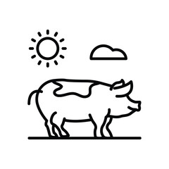 Pig stands in sunshine