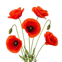 Obraz premium Bouquet of red poppies isolated on transparent background