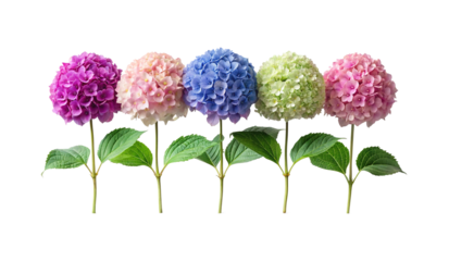 A vibrant row of colorful Hydrangea flowers against a clean white backdrop