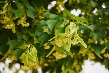 The flowers of the linden tree plant. Close-up of the inflorescences