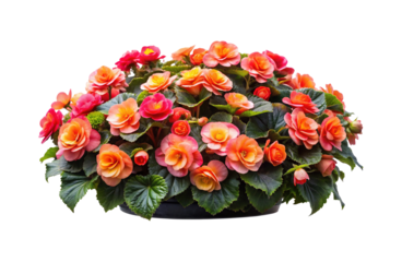 Beautiful arrangement of colorful begonia flowers in shades of pink, orange and yellow