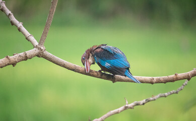 White-breasted Kingfisher (Halcyon smyrnensis) at my Home Garden
