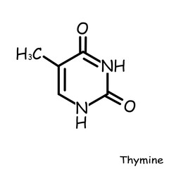 The Chemical structure of thymine