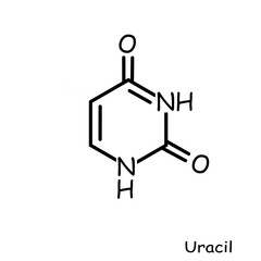 The Chemical structure of uracil