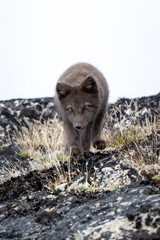 Fototapeta premium Direct Gaze of a Wild Arctic Fox Walking on Rocky Tundra in Greenland