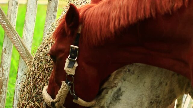 Two horses munching on fresh hay, a peaceful scene